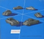 Preview: Porsche 356 Prospekt 5.1953