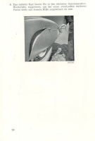 Preview: Tatra Tatraplan Bedienungsanleitung 1951